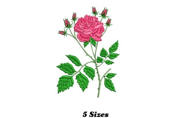 Beautiful Pink Rose